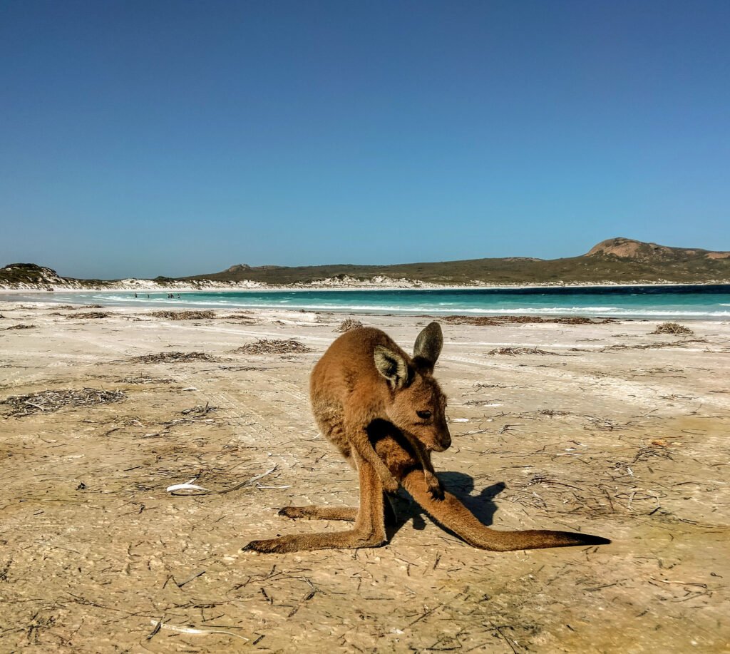 Zwierzęta w Australii